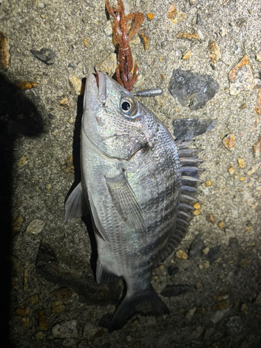 チヌの釣果