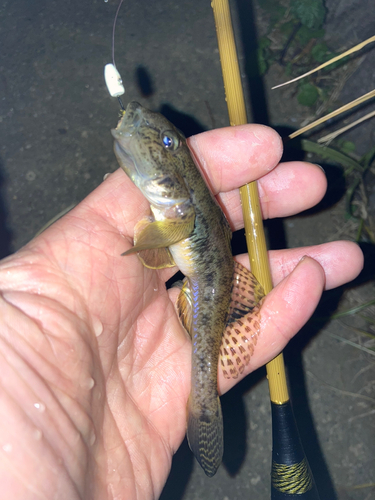 マハゼの釣果