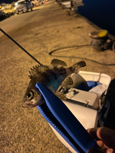 メバルの釣果