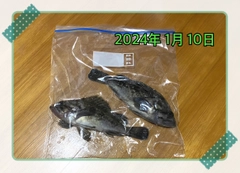 ソイの釣果