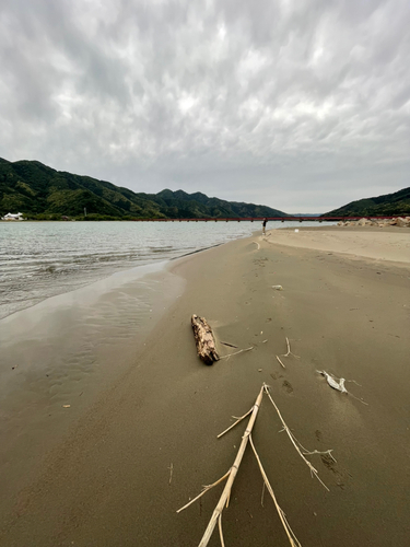 ハゼの釣果