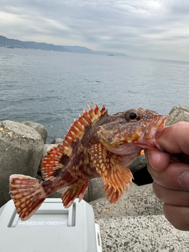 カサゴの釣果