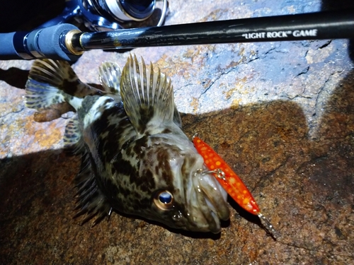 タケノコメバルの釣果