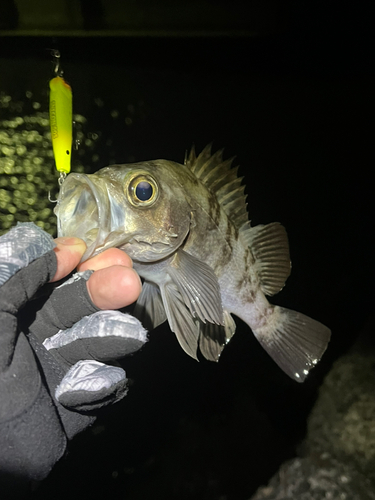 メバルの釣果