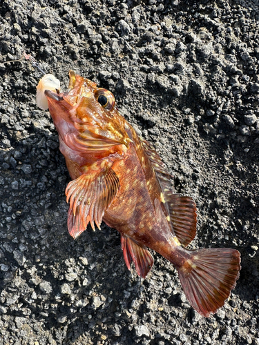 カサゴの釣果