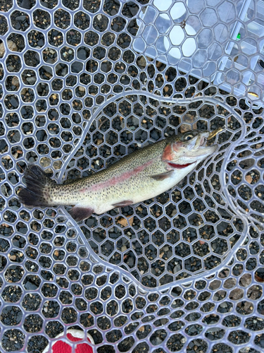 ニジマスの釣果