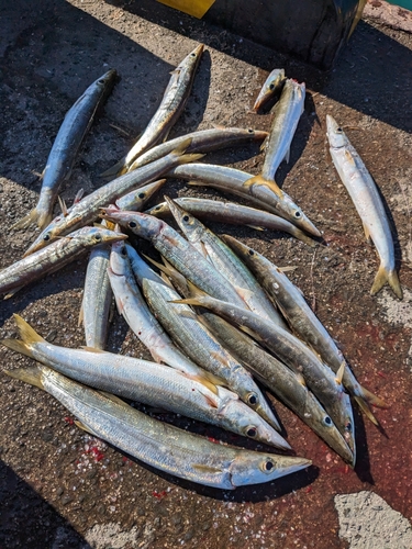 カマスの釣果