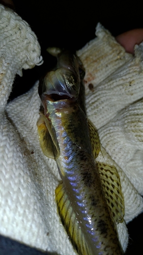 ハゼの釣果