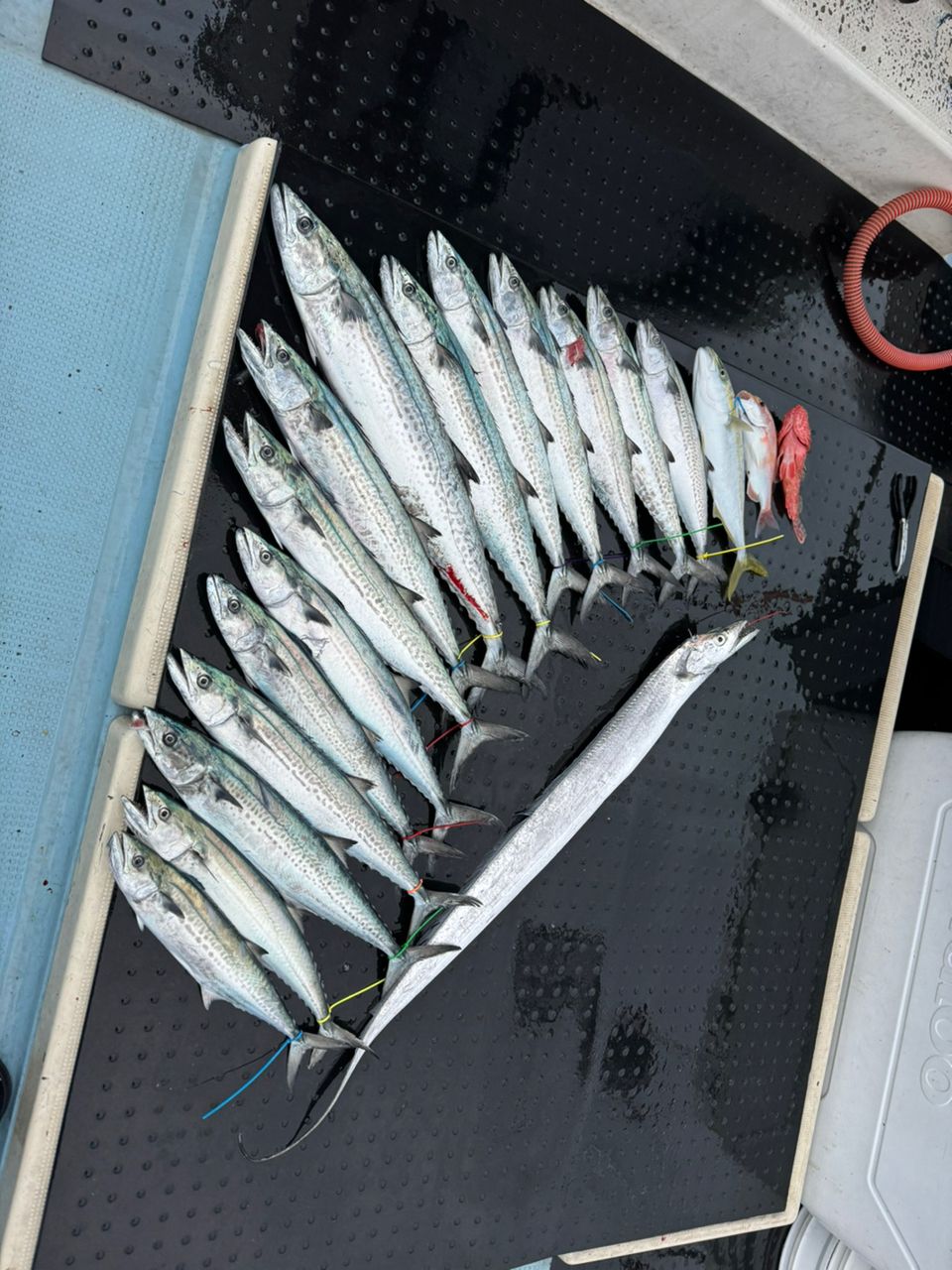 F216さんの釣果 1枚目の画像
