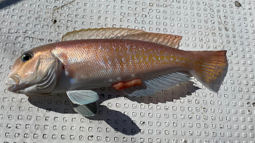 シロアマダイの釣果