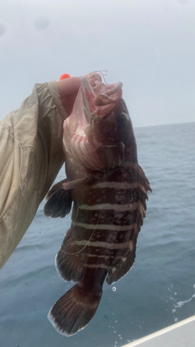 マハタの釣果