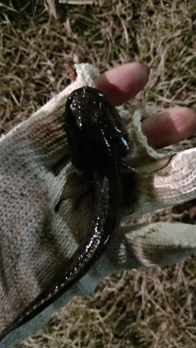 ハゼの釣果