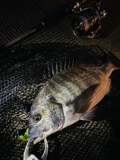 クロダイの釣果