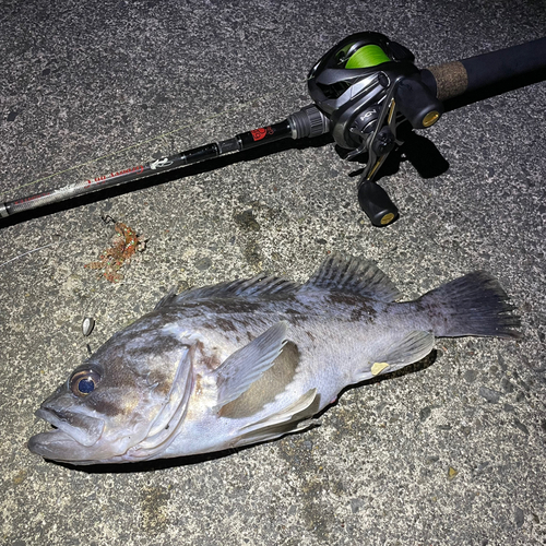 クロソイの釣果