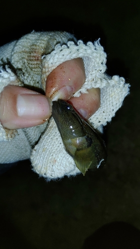 ハゼの釣果