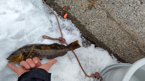 アブラコの釣果