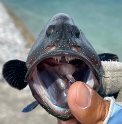 アオノメハタの釣果