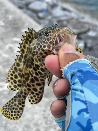 カンモンハタの釣果