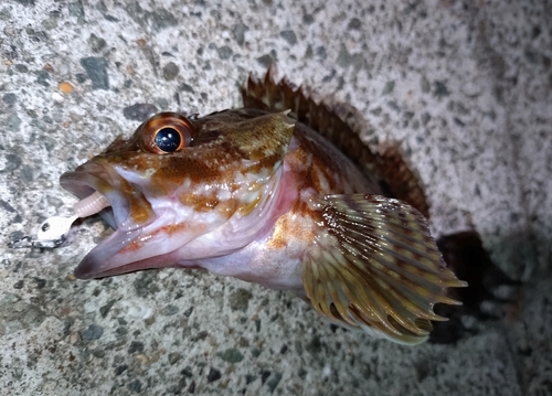 カサゴの釣果