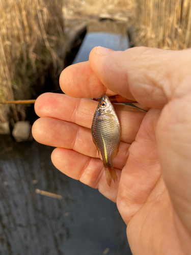 タナゴの釣果