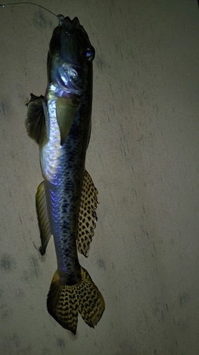 ハゼの釣果