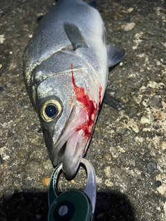 ヒラスズキの釣果