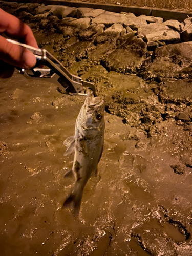 スズキの釣果