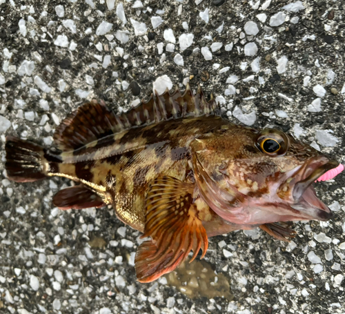 カサゴの釣果