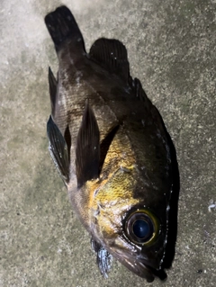 メバルの釣果