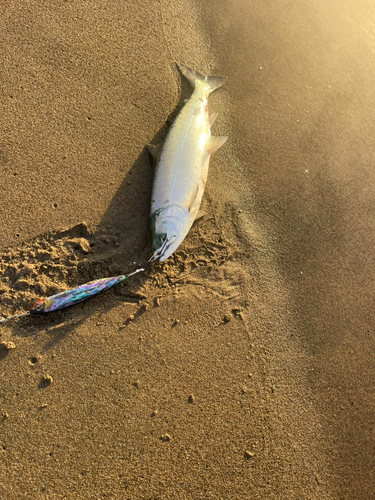 サクラマスの釣果