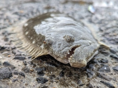 ソゲの釣果