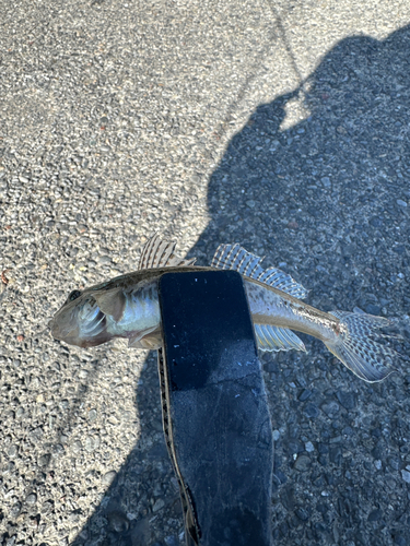 マハゼの釣果