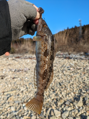 アイナメの釣果