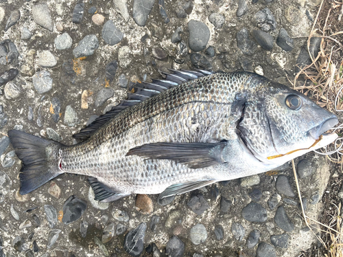 クロダイの釣果