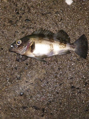 メバルの釣果