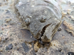 ソゲの釣果