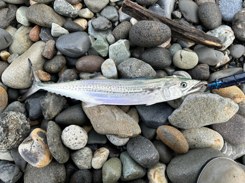 サゴシの釣果