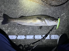 シーバスの釣果