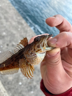 アナハゼの釣果