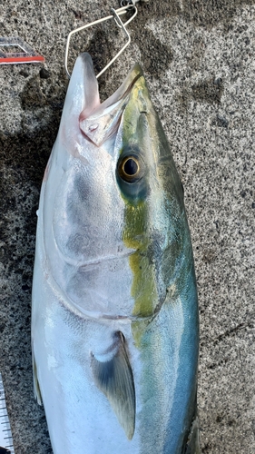 ブリの釣果