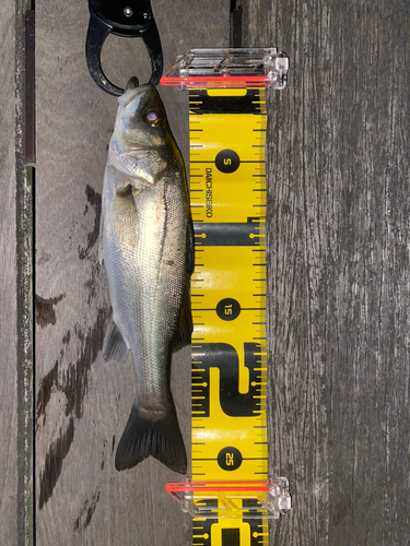 シーバスの釣果