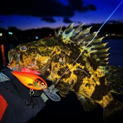 タケノコメバルの釣果