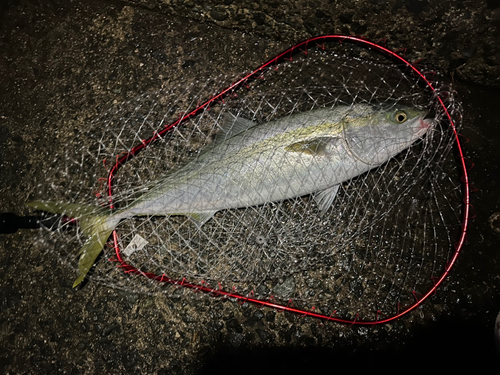 メジロの釣果