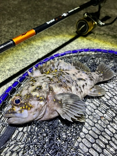 オウゴンムラソイの釣果