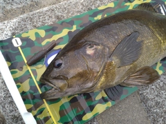 スモールマウスバスの釣果