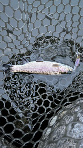 ニジマスの釣果