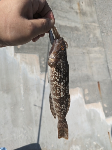 アイナメの釣果