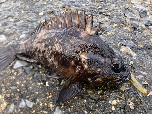 オウゴンムラソイの釣果