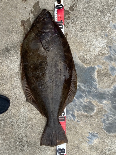 ヒラメの釣果