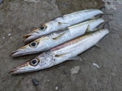 アカカマスの釣果